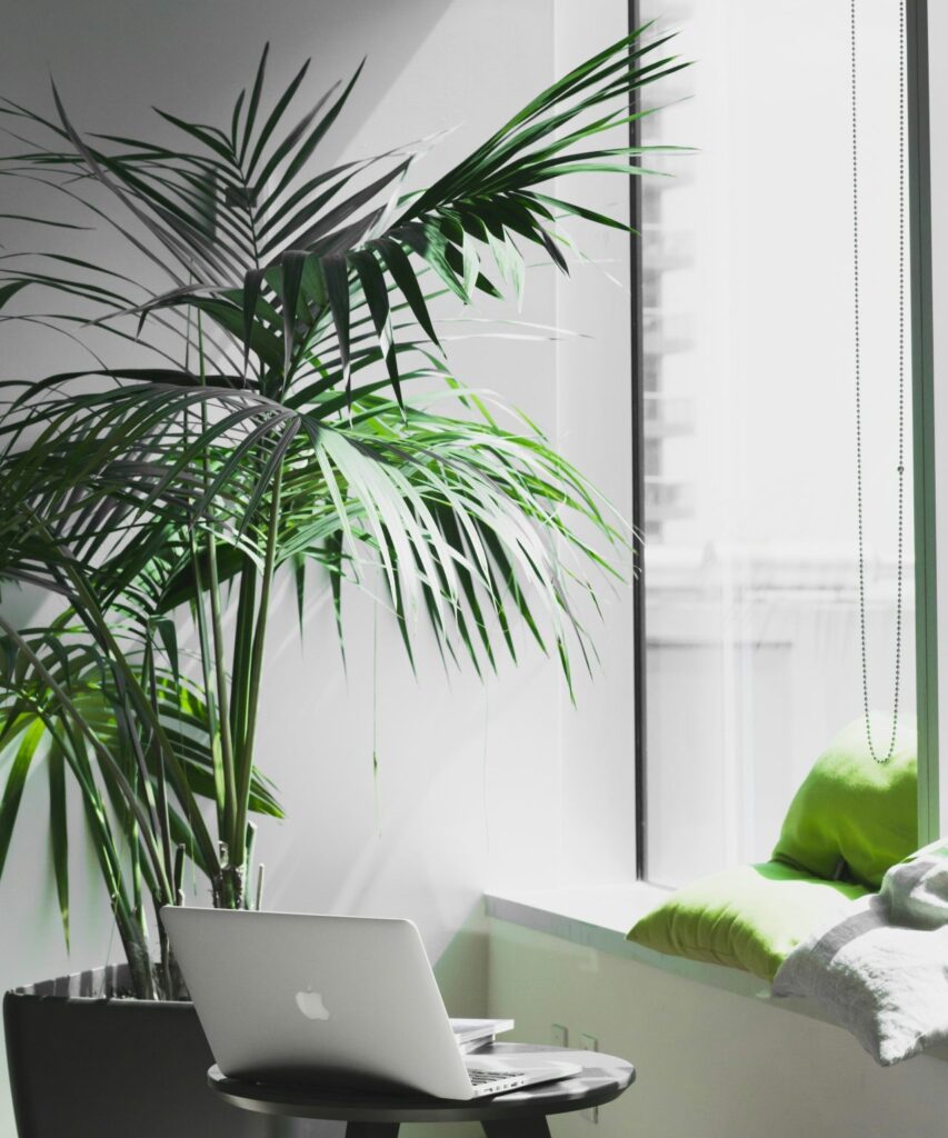 As sun shines through the window on a green plant and a laptop, someone is making their first steps on their sustainability journey with solar energy.