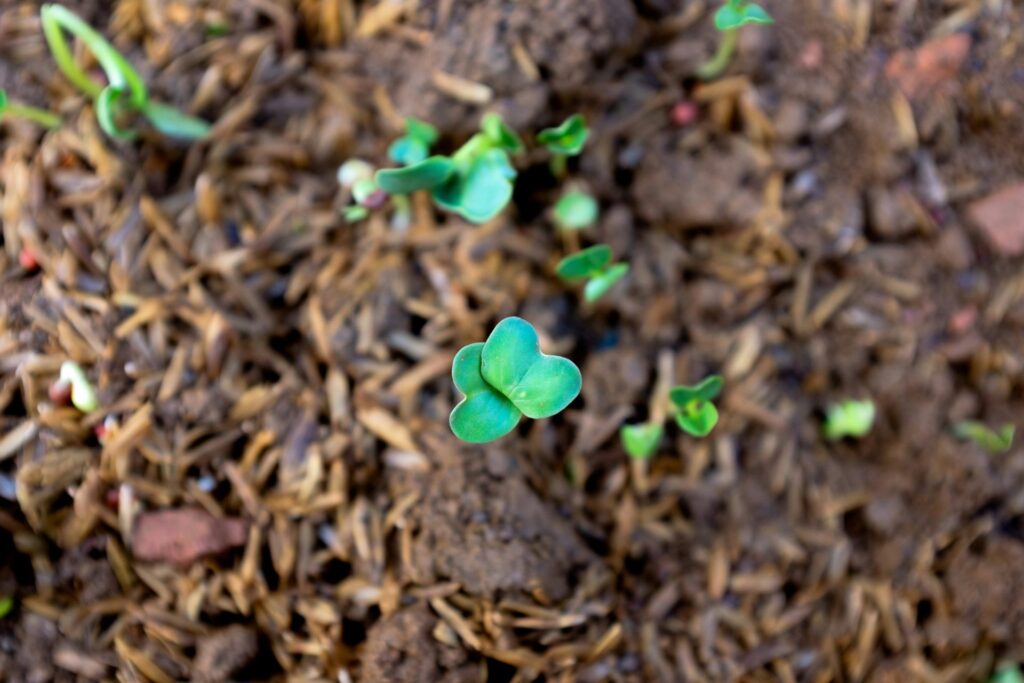 A plant sprouting as leaving cert students and others look for jobs in green economy.